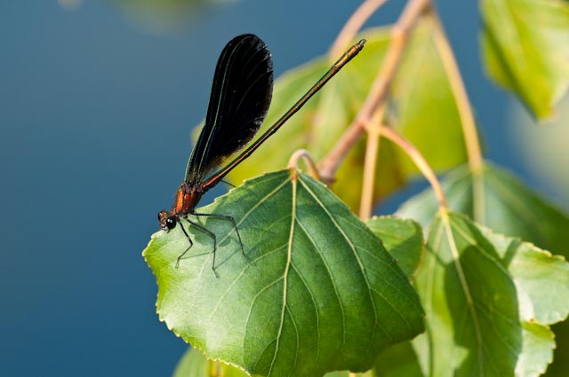 odonato 10: ibrido di Calopteryx?